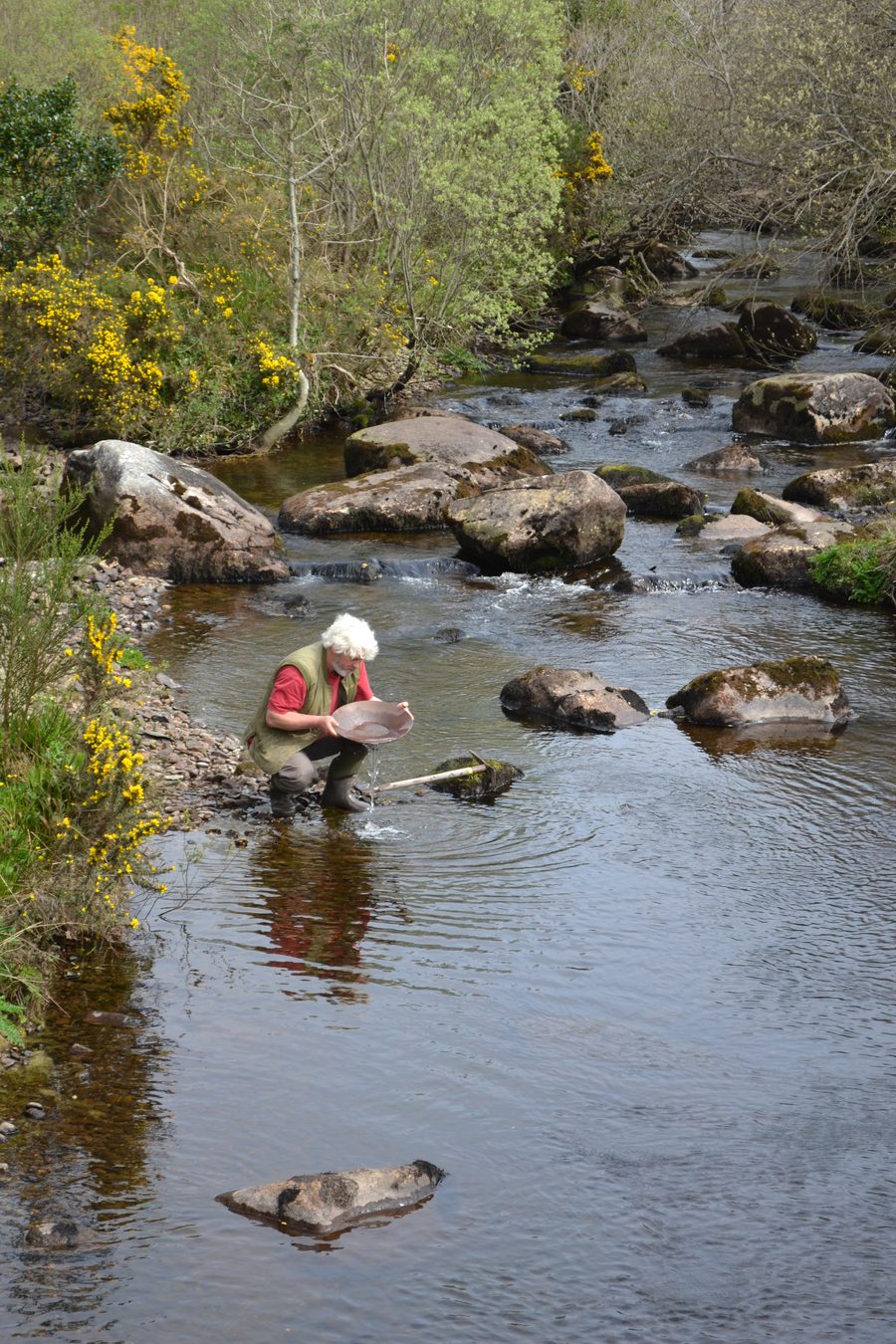 Vincent Thurkettle crouched panning in a small rocky burn, framed by trees and yellow gorse.